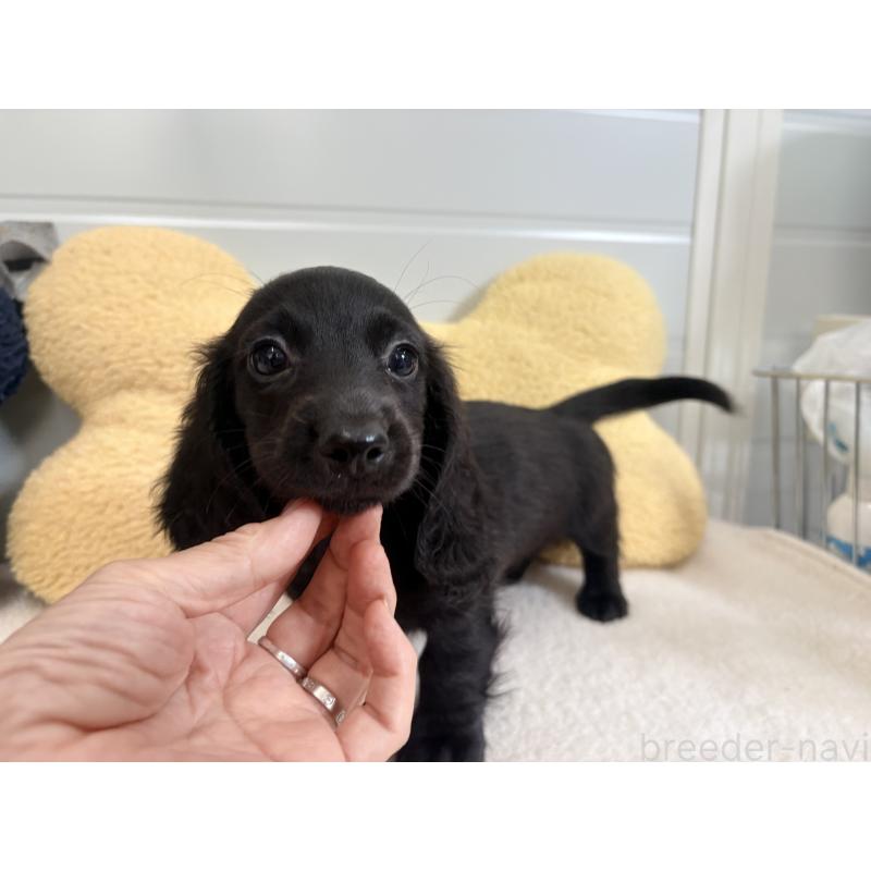 販売中の千葉県のカニンヘンダックスフンド(ロングヘアード)-414700の10枚目